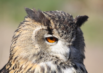 Uhu (Bubu bubo) - © Emanuel Trummer